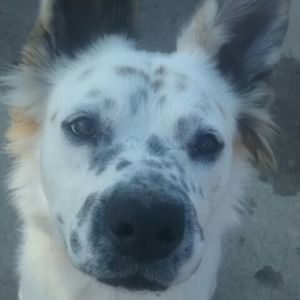 Meet your Posher, Carmen